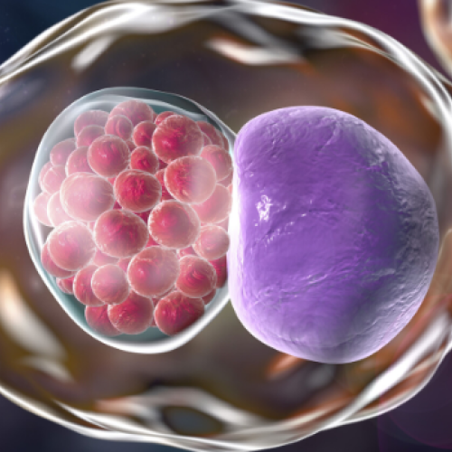 プラスティックティーチエイズ GeneProof CT/NG/MG Multiplex PCR testing